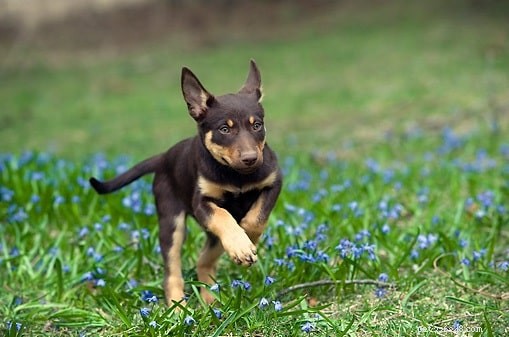 Kelpie Dog Breed: Working, Herding, and Australian Heritage