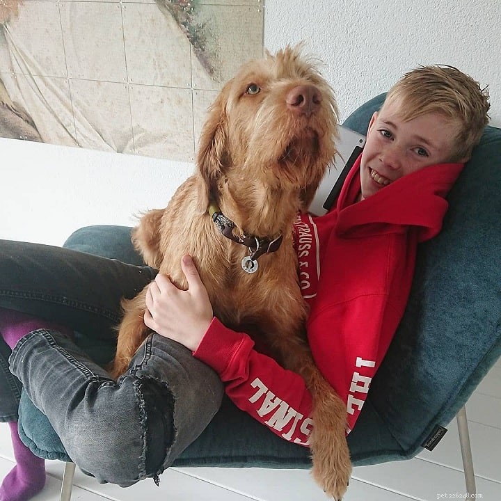 Wirehaired Vizsla: Comprehensive Breed Profile & Care Guide