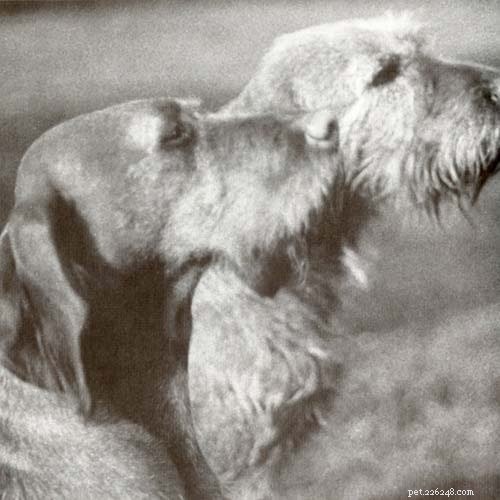 Wirehaired Vizsla: Comprehensive Breed Profile & Care Guide