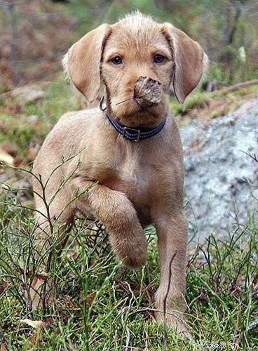 Wirehaired Vizsla: Comprehensive Breed Profile & Care Guide