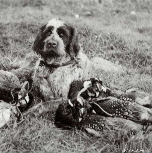 Wirehaired Pointing Griffon: Complete Breed Overview & Care Guide