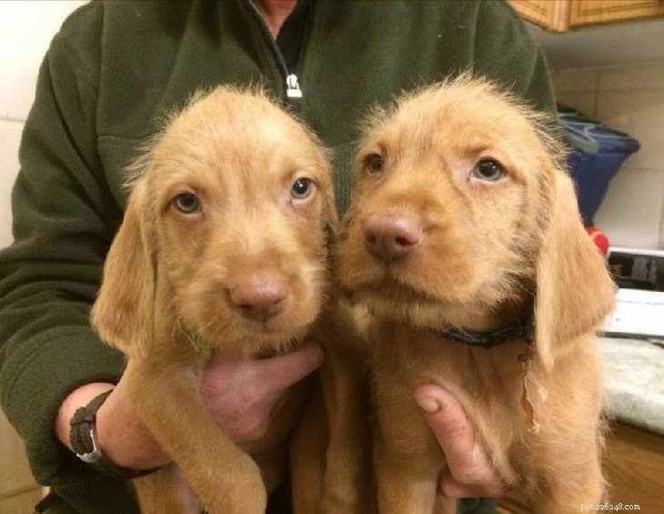 Wirehaired Vizsla: Comprehensive Breed Profile & Care Guide