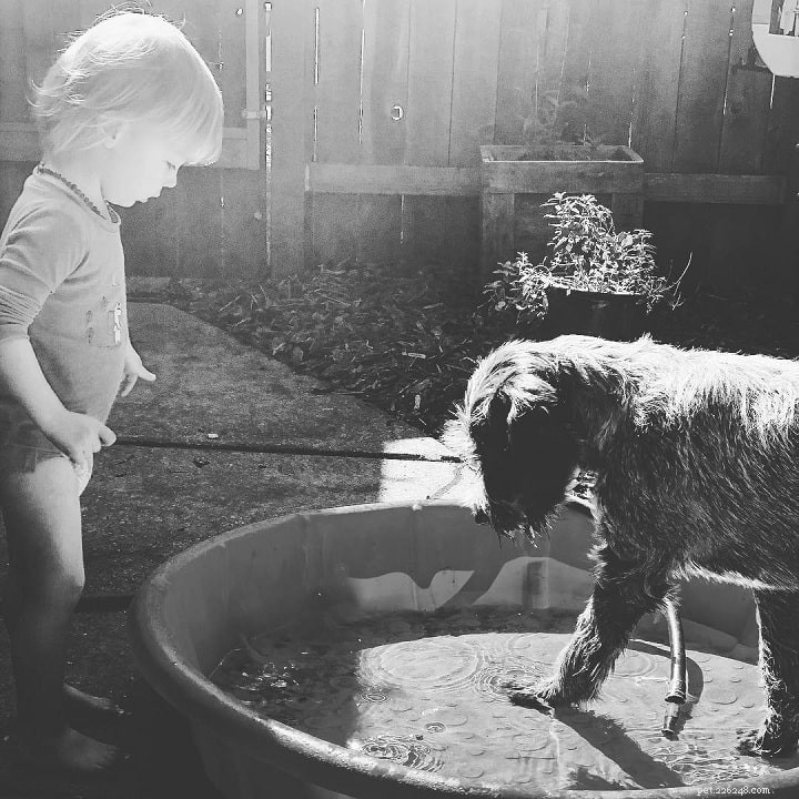 Wirehaired Pointing Griffon: Complete Breed Overview & Care Guide