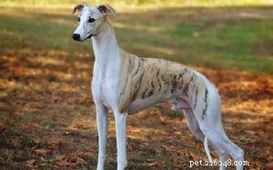 Whippet Dog Breed Profile: Origin, Traits, and Care Guide