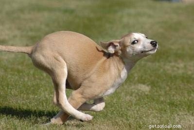 Whippet Dog Breed Profile: Origin, Traits, and Care Guide