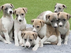 Whippet Dog Breed Profile: Origin, Traits, and Care Guide