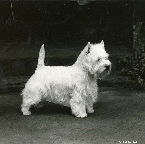 West Highland White Terrier: Origin, Traits & Care Guide