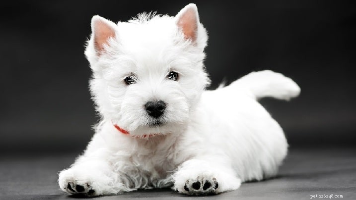 West Highland White Terrier: Origin, Traits & Care Guide