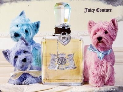 West Highland White Terrier: Origin, Traits & Care Guide