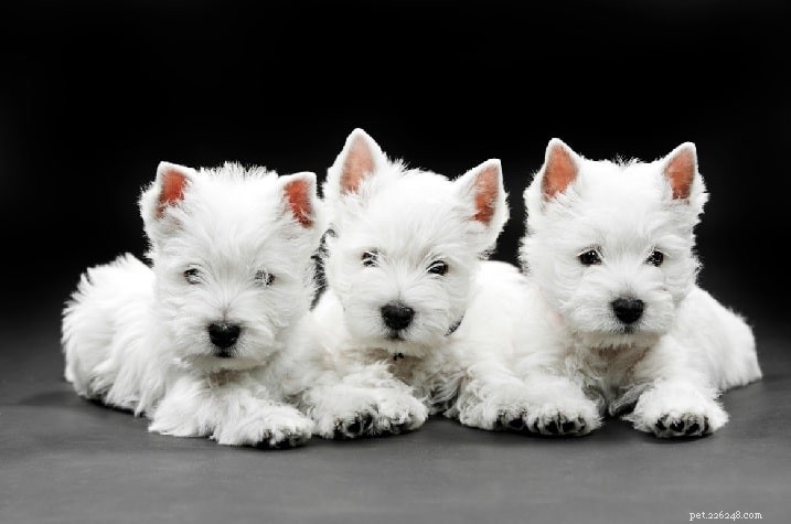 West Highland White Terrier: Origin, Traits & Care Guide