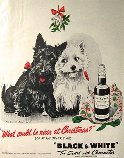 West Highland White Terrier: Origin, Traits & Care Guide