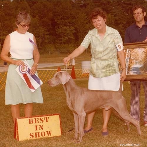 Weimaraner: German Hunting Dog – Origin, Traits & Care