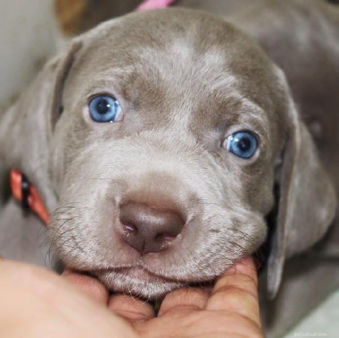 Weimaraner: German Hunting Dog – Origin, Traits & Care