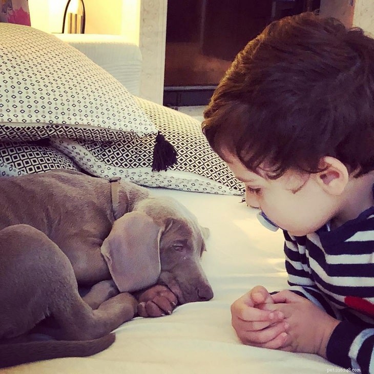 Weimaraner: German Hunting Dog – Origin, Traits & Care