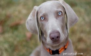 Weimaraner: German Hunting Dog – Origin, Traits & Care