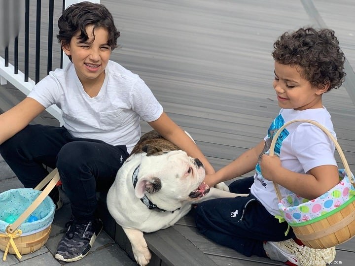 Victorian Bulldog: Comprehensive Breed Guide