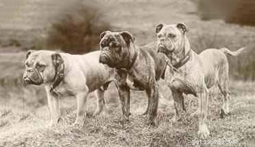 Victorian Bulldog: Comprehensive Breed Guide