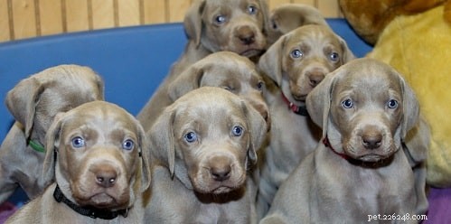 Weimaraner: German Hunting Dog – Origin, Traits & Care