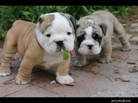 Victorian Bulldog: Comprehensive Breed Guide