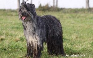 Pyrenean Shepherd Dog: Breed Overview & Key Facts