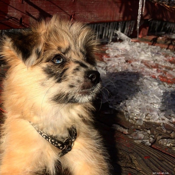 Pyrenean Shepherd Dog: Breed Overview & Key Facts