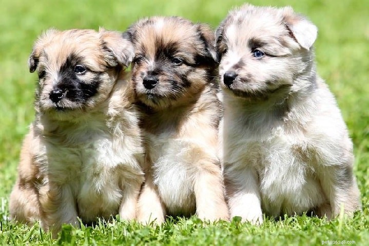 Pyrenean Shepherd Dog: Breed Overview & Key Facts