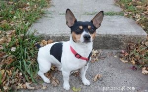 Teddy Roosevelt Terrier: Small, Agile Hunting Terrier