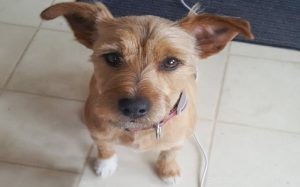 Yorkie Russell Terrier: Comprehensive Breed Profile & Care Guide