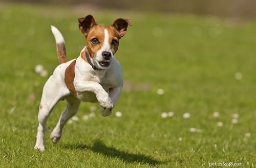 Yorkie Russell Terrier: Comprehensive Breed Profile & Care Guide