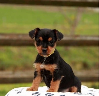 Yorkie Russell Terrier: Comprehensive Breed Profile & Care Guide