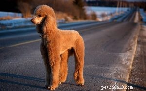 Red Poodle Dogs: Rare Breed Insights & Care Guide