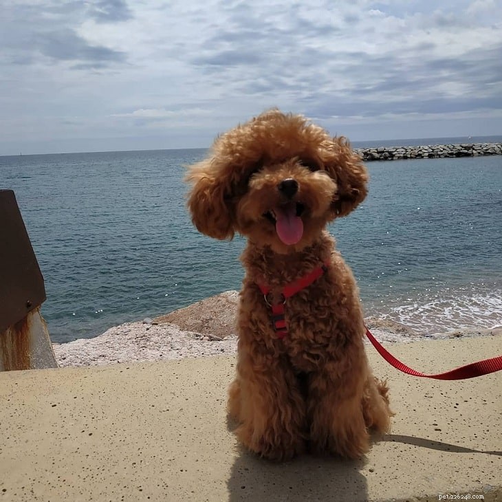 Red Poodle Dogs: Rare Breed Insights & Care Guide
