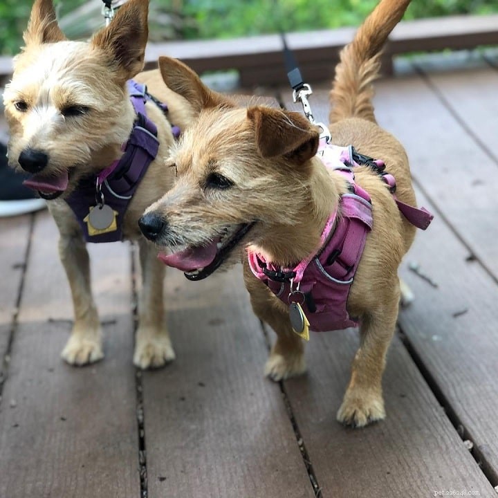 Yorkie Russell Terrier: Comprehensive Breed Profile & Care Guide