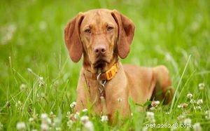 The Vizsla: Hungary’s Legendary Sporting Dog