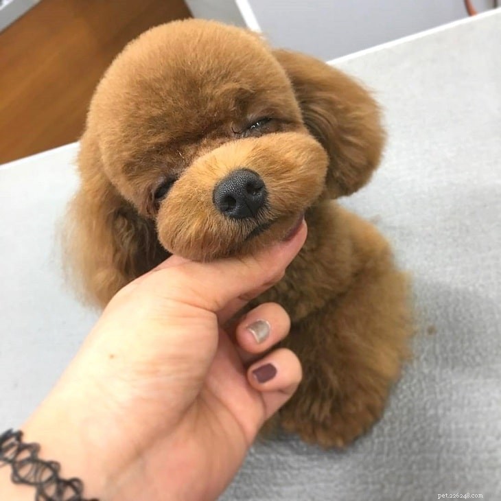 Red Poodle Dogs: Rare Breed Insights & Care Guide