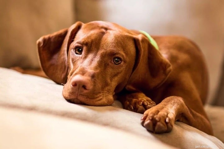 The Vizsla: Hungary’s Legendary Sporting Dog