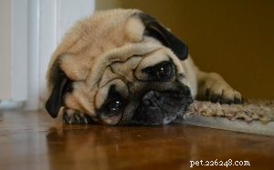 15 Dog Breeds with a Serious Look for Home Protection