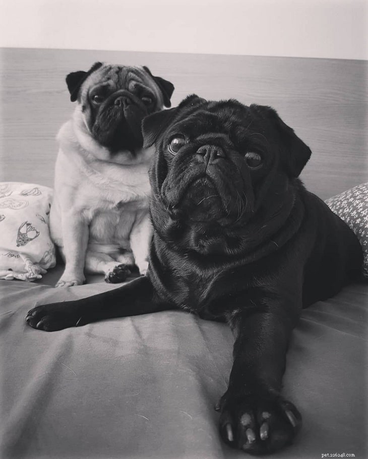 15 Dog Breeds with a Serious Look for Home Protection