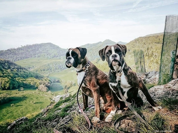 15 Dog Breeds with a Serious Look for Home Protection