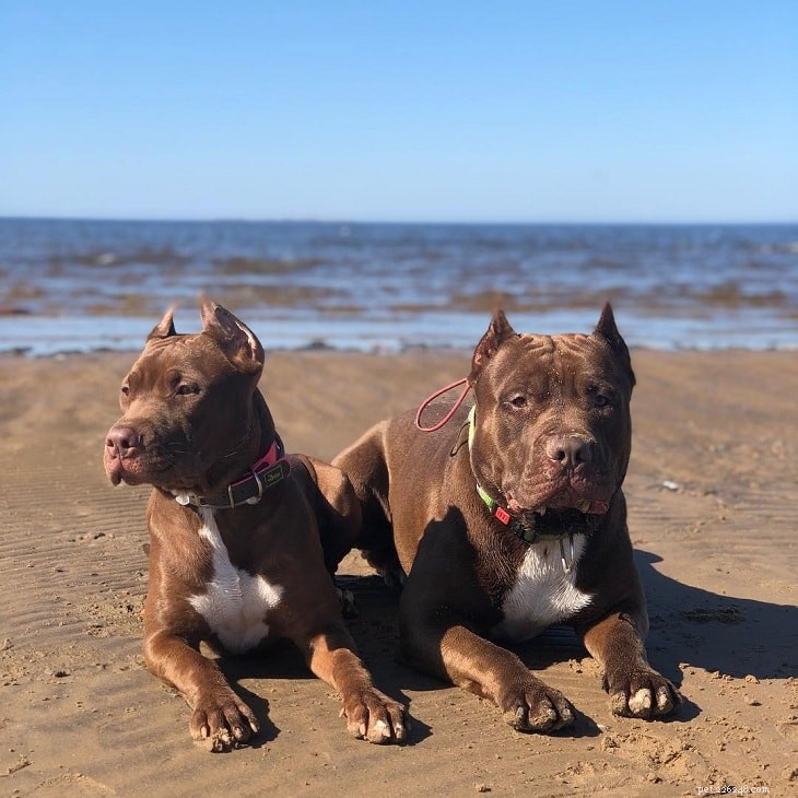 15 Dog Breeds with a Serious Look for Home Protection