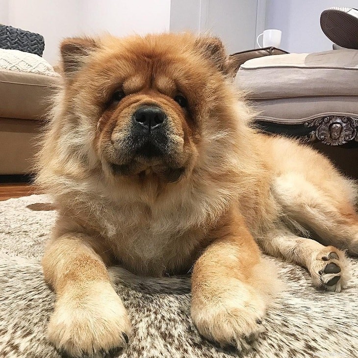 15 Dog Breeds with a Serious Look for Home Protection