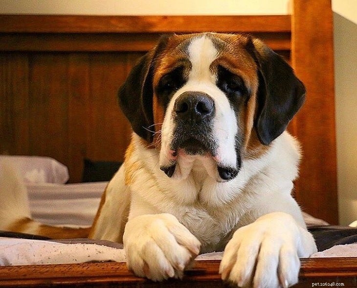 15 Dog Breeds with a Serious Look for Home Protection