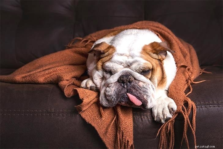 15 Dog Breeds with a Serious Look for Home Protection