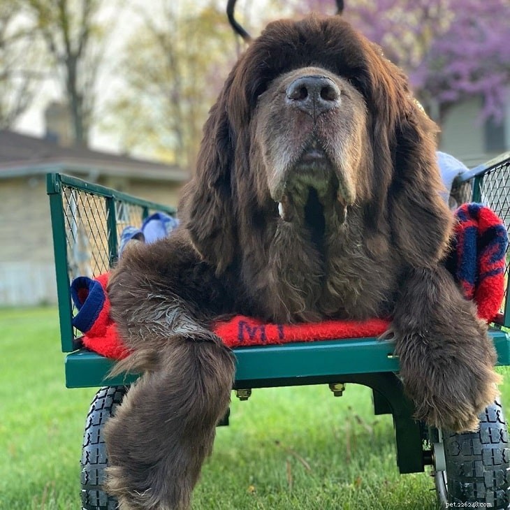 15 Dog Breeds with a Serious Look for Home Protection