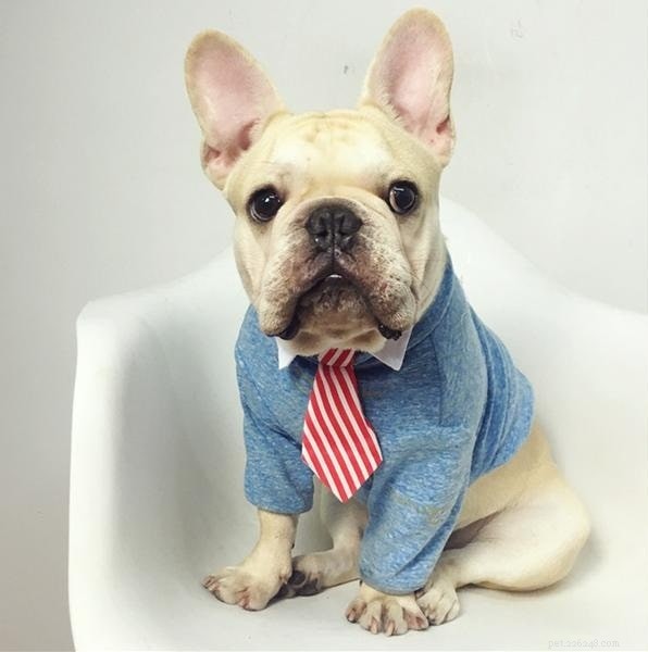 15 Dog Breeds with a Serious Look for Home Protection