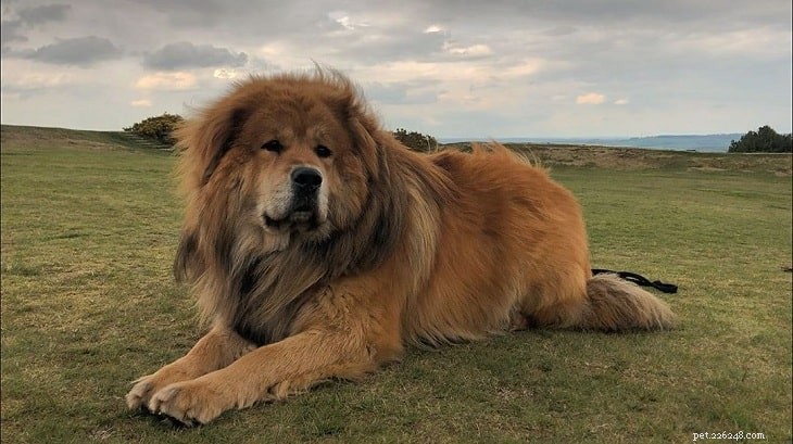 15 Dog Breeds with a Serious Look for Home Protection