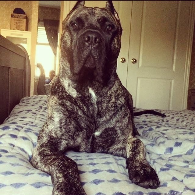15 Dog Breeds with a Serious Look for Home Protection