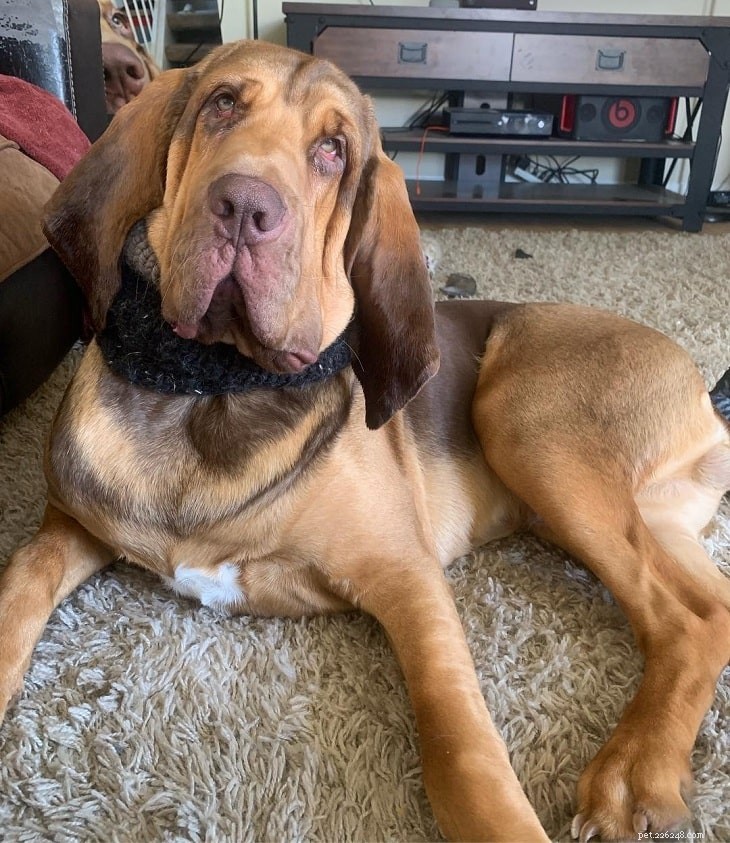 15 Dog Breeds with a Serious Look for Home Protection