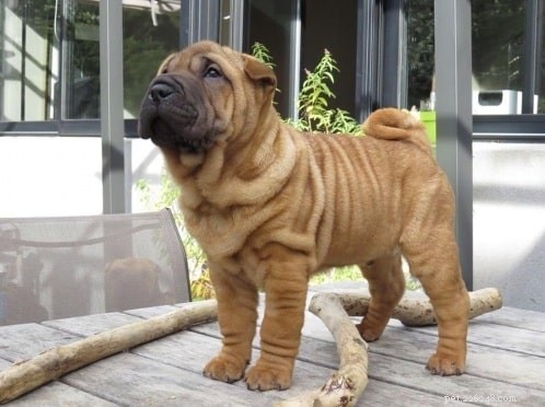 15 Dog Breeds with a Serious Look for Home Protection
