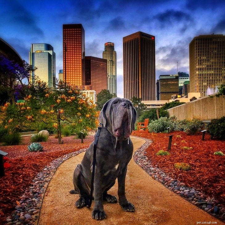 15 Dog Breeds with a Serious Look for Home Protection